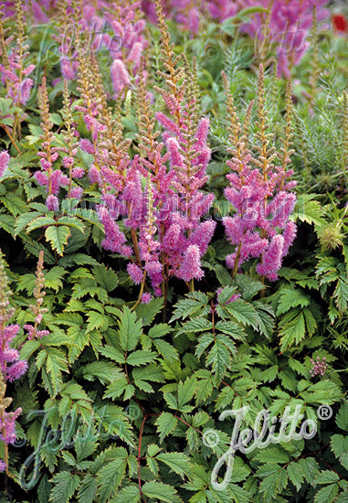 Astilbe chinensis var. pumila AGM - Champion Plants