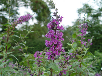 Buddleja (Buddleia) ‘Longstock Pride’ - Champion Plants