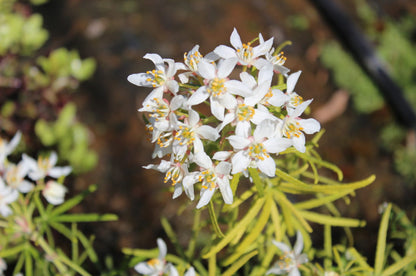 Choisya Royal Lace - Champion Plants