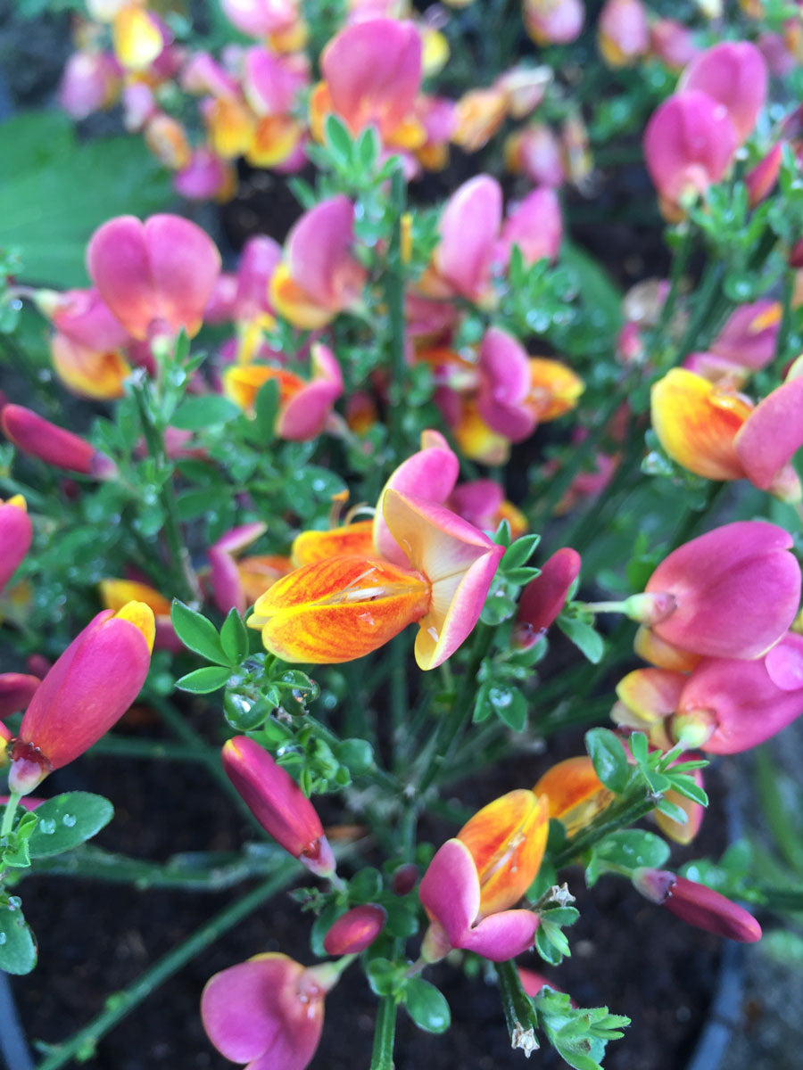 Cytisus La Coquette - Champion Plants