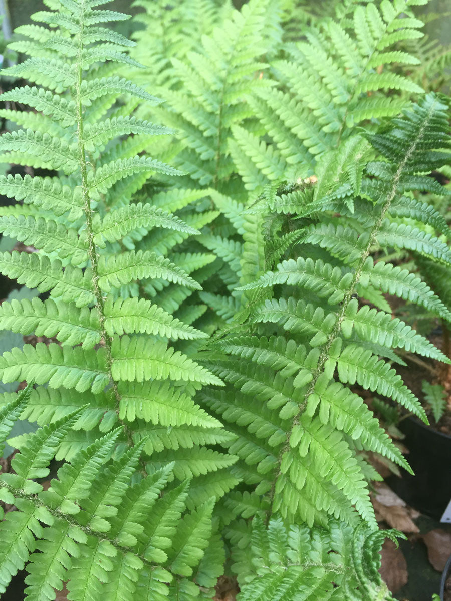 Dryopteris felix mas AGM – Champion Plants