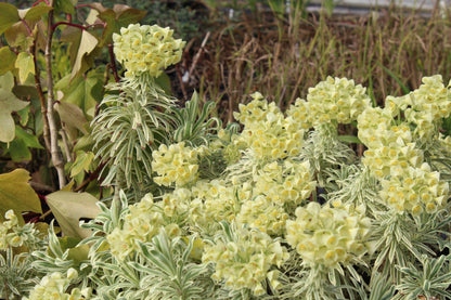 Euphorbia Tasmanian Tiger - Champion Plants