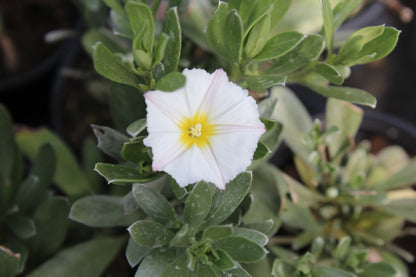 Convolvulus cneorum - Champion Plants