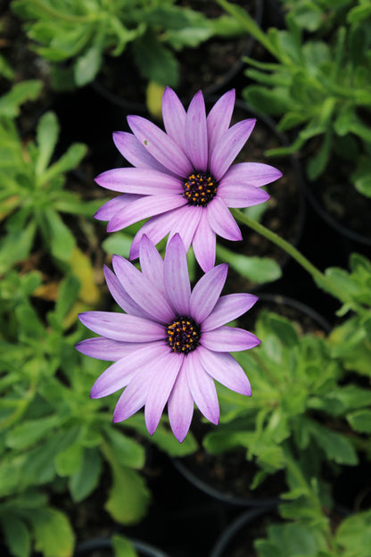 Osteospermum Cannington Roy - Champion Plants