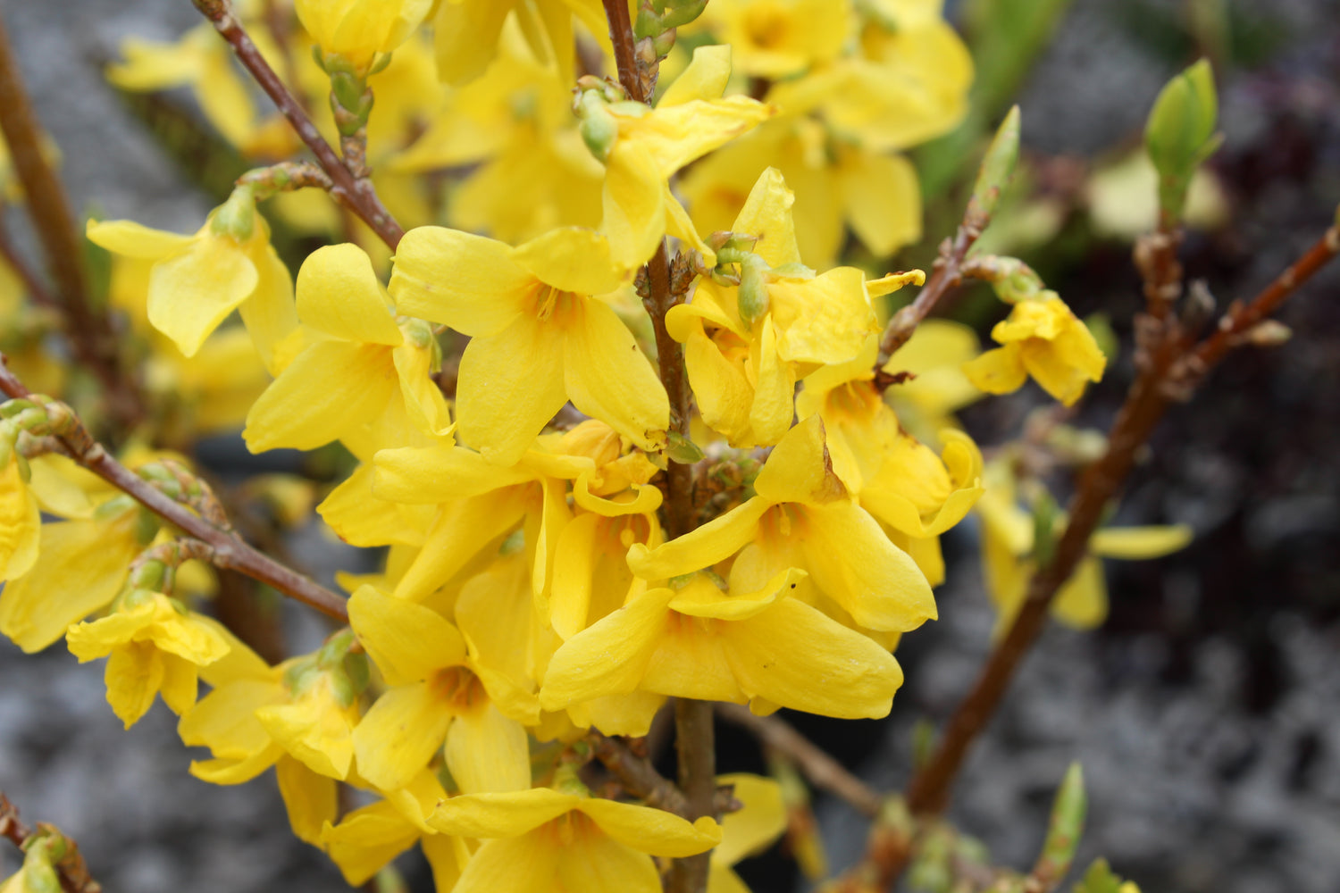 Forsythia × intermedia 'Lynwood Variety' - AGM - Champion Plants