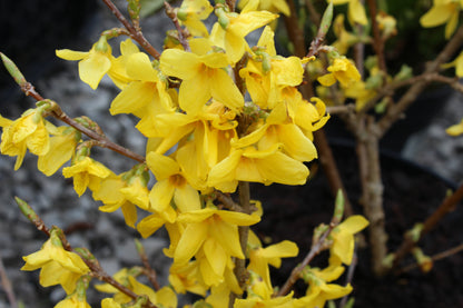 Forsythia Lynwood - Champion Plants