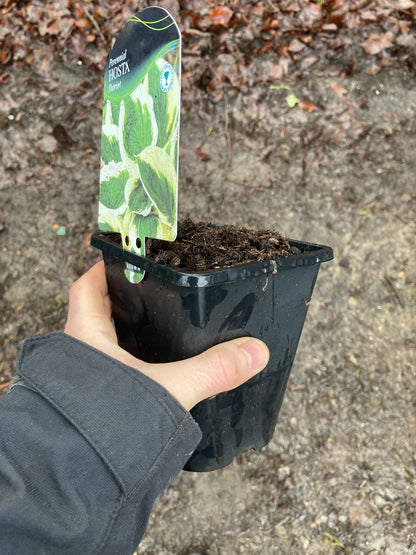 Hosta Patriot AGM - Champion Plants