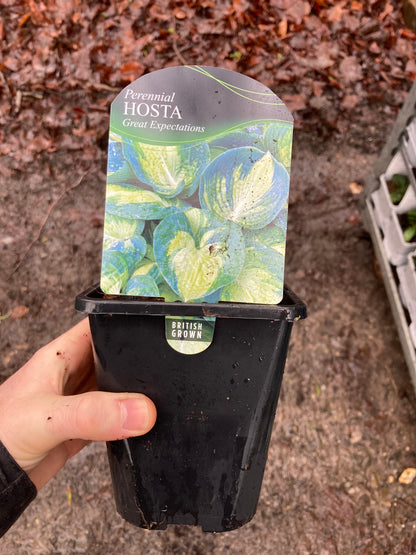 Hosta Great Expectations - Champion Plants