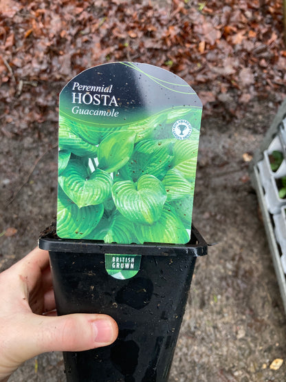 Hosta Guacamole AGM - Champion Plants