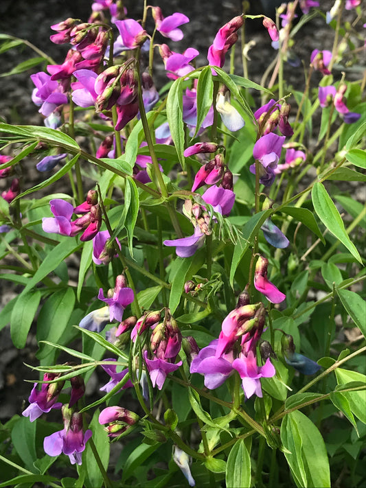 Lathyrus vernus Rainbow - Champion Plants