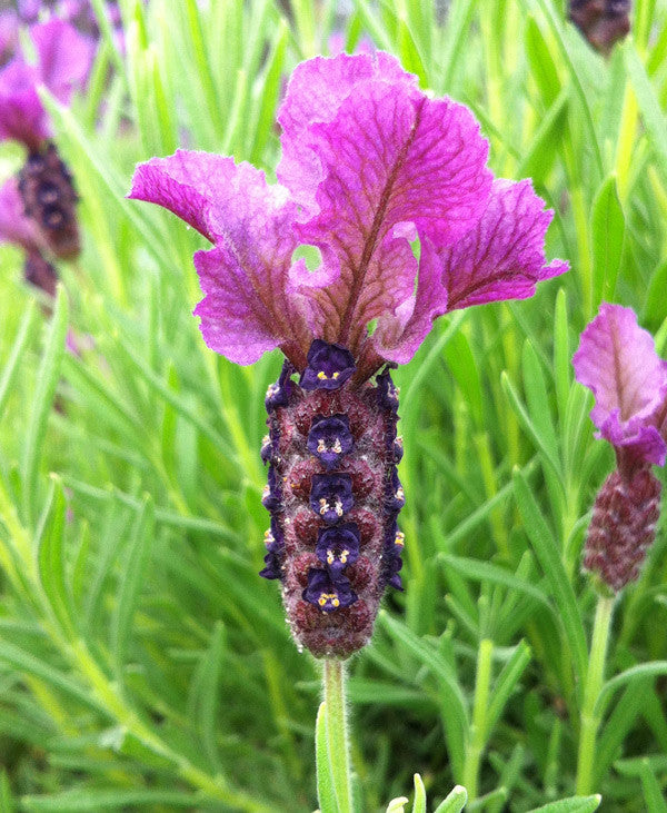 Lavandula st. Regal Splendour - Champion Plants