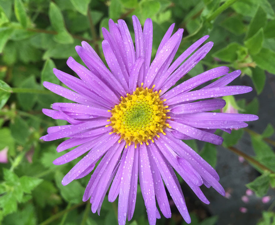 Aster x frikartii Monch - AGM - Champion Plants