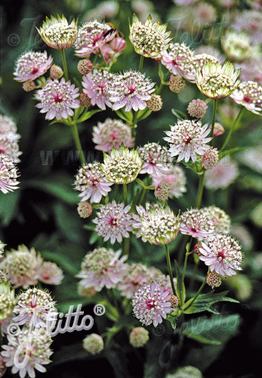 Astrantia major - Champion Plants