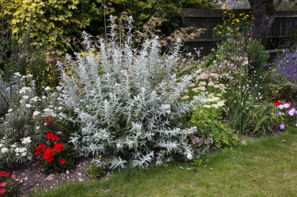 Buddleja (Buddleia) Silver Anniversary - Champion Plants