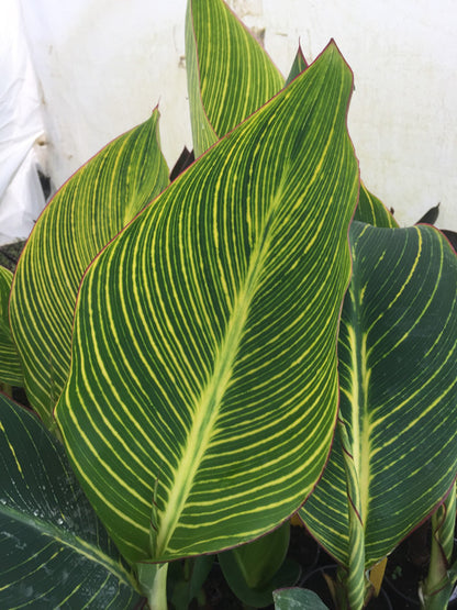 Canna Pretoria (Bengal Tiger) - Champion Plants