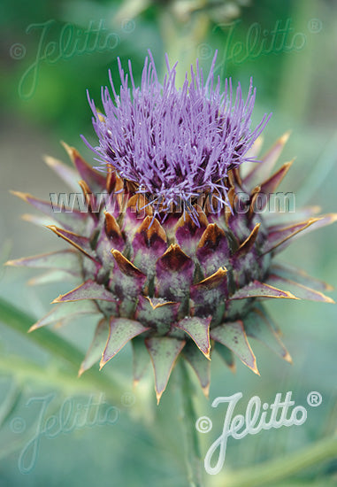 BUY Cynara cardunculus Cardoon plants, UK Nursery, Mail Order Plants ...