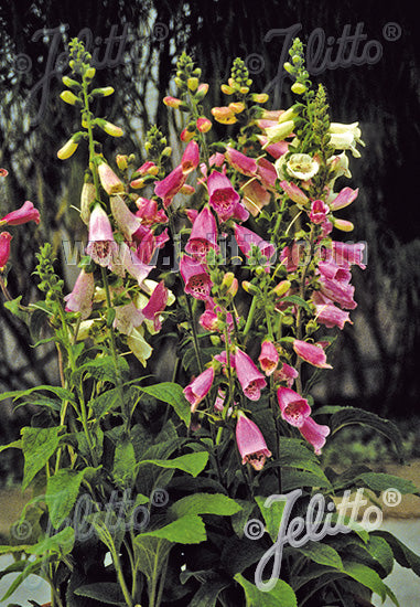 Digitalis purpurea Foxy - Champion Plants