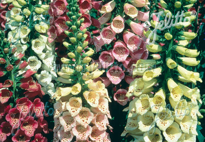 Digitalis purpurea Foxy - Champion Plants