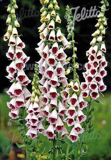 Digitalis purpurea Pam's Choice - AGM - Champion Plants