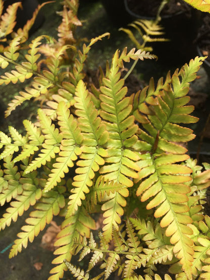 Dryopteris erythrosora AGM - Champion Plants