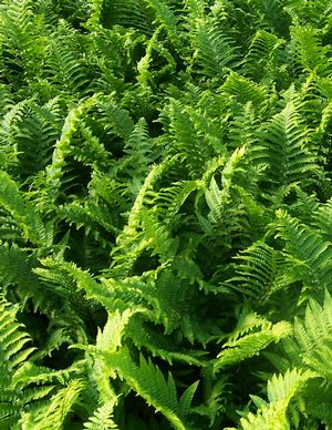 Dryopteris filix-mas 'Crispa Cristata' - AGM - Champion Plants