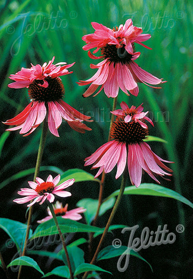 Echinacea purpurea Doubledecker - Champion Plants