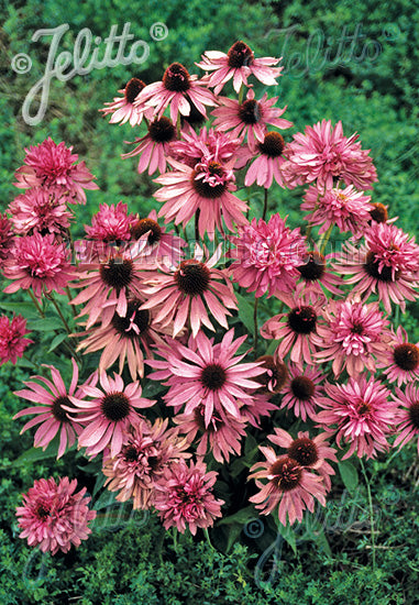 Echinacea purpurea Doubledecker - Champion Plants