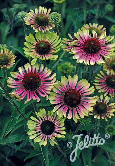 Echinacea purpurea Green Twister - Champion Plants