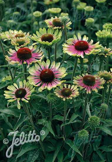 Echinacea purpurea Green Twister - Champion Plants