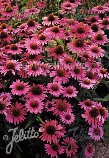 Echinacea purpurea Magnus Superior - Champion Plants