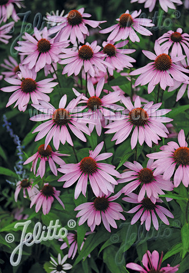 Echinacea purpurea Magnus Superior - Champion Plants