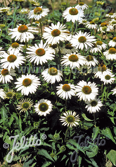 Echinacea purpurea Happy Star - Champion Plants