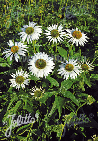 Echinacea purpurea Happy Star - Champion Plants