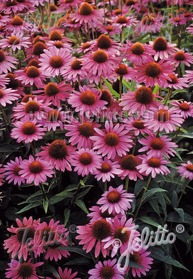 Echinacea purpurea Magnus Superior - Champion Plants