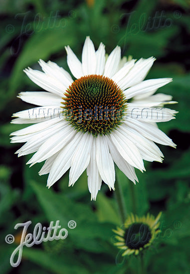 Echinacea purpurea Primadonna White - Champion Plants