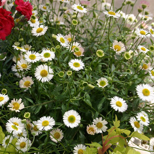 Erigeron karv. Sea of Blossom - Champion Plants