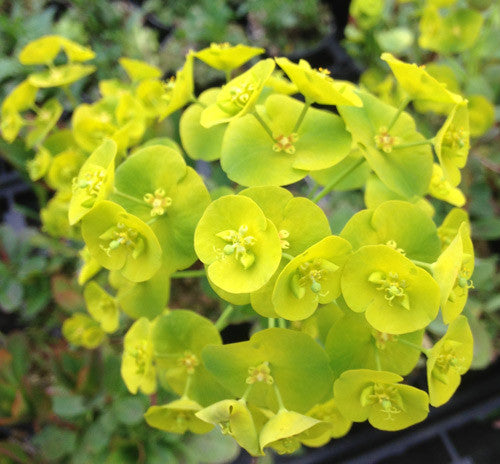 Euphorbia amy. Robbiae - Champion Plants