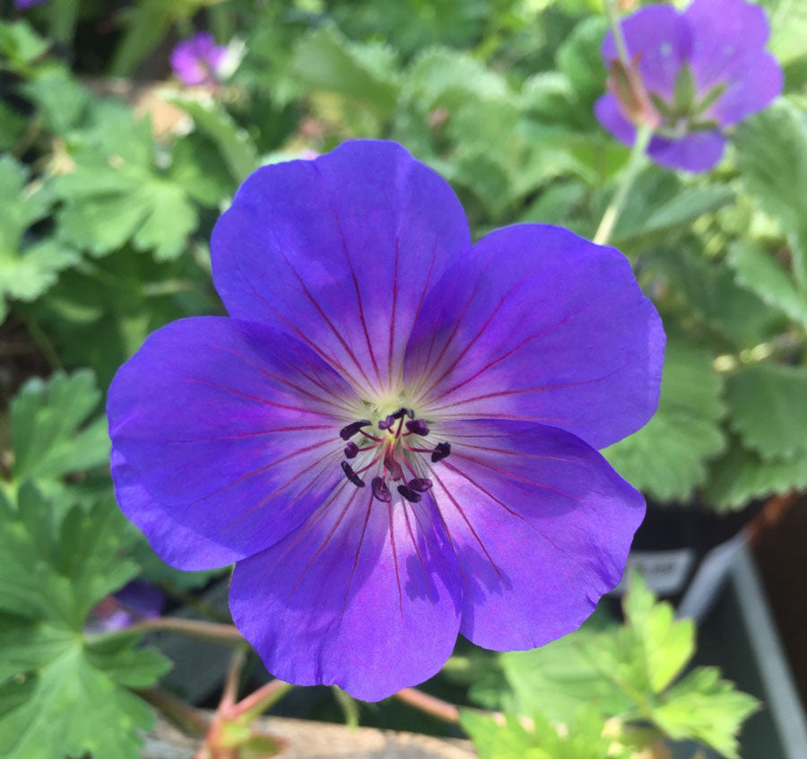 Geranium Rozanne - AGM - Champion Plants