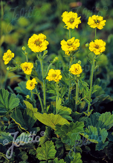 Geum Lady Stratheden - Champion Plants