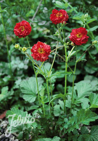 Geum Mrs Bradshaw - Champion Plants