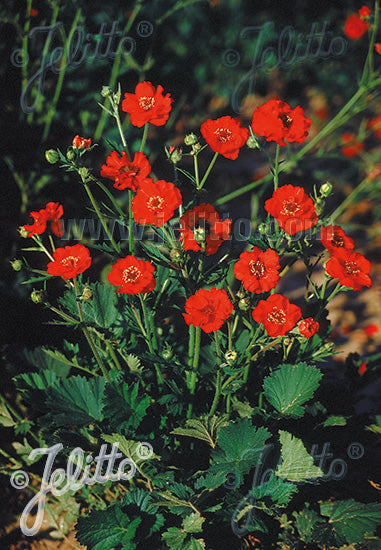 Geum Mrs Bradshaw - Champion Plants