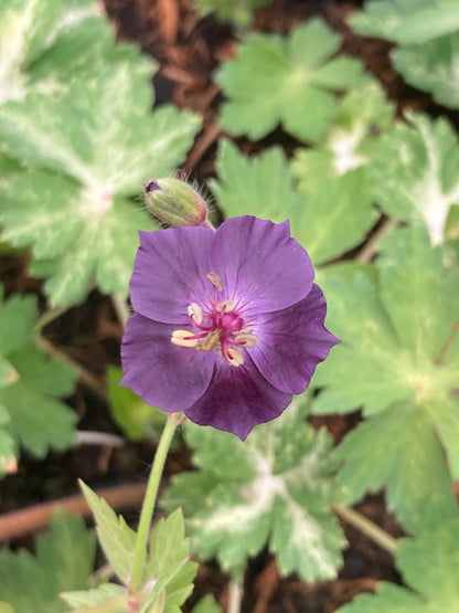 Geranium phaeum Lisa - Champion Plants