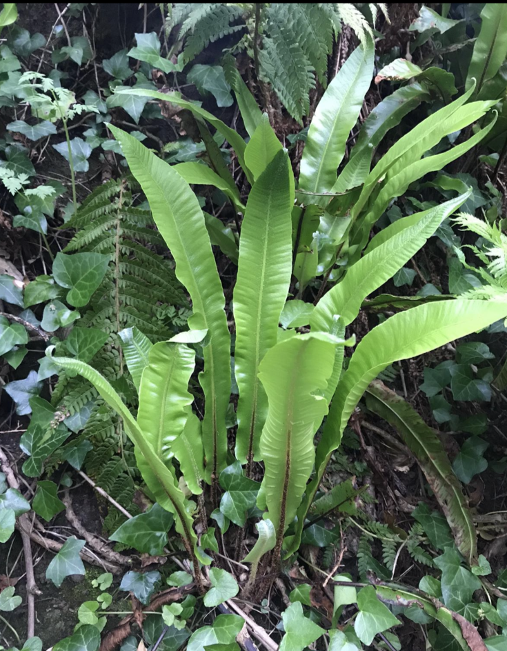 Asplenium scolopendrium - AGM - Champion Plants