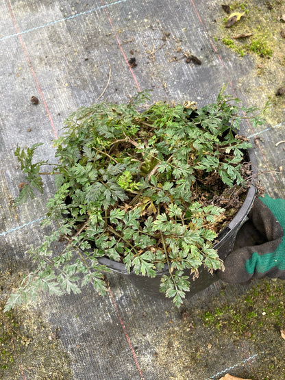 Anthriscus sylvestris 'Ravenswing' - Champion Plants