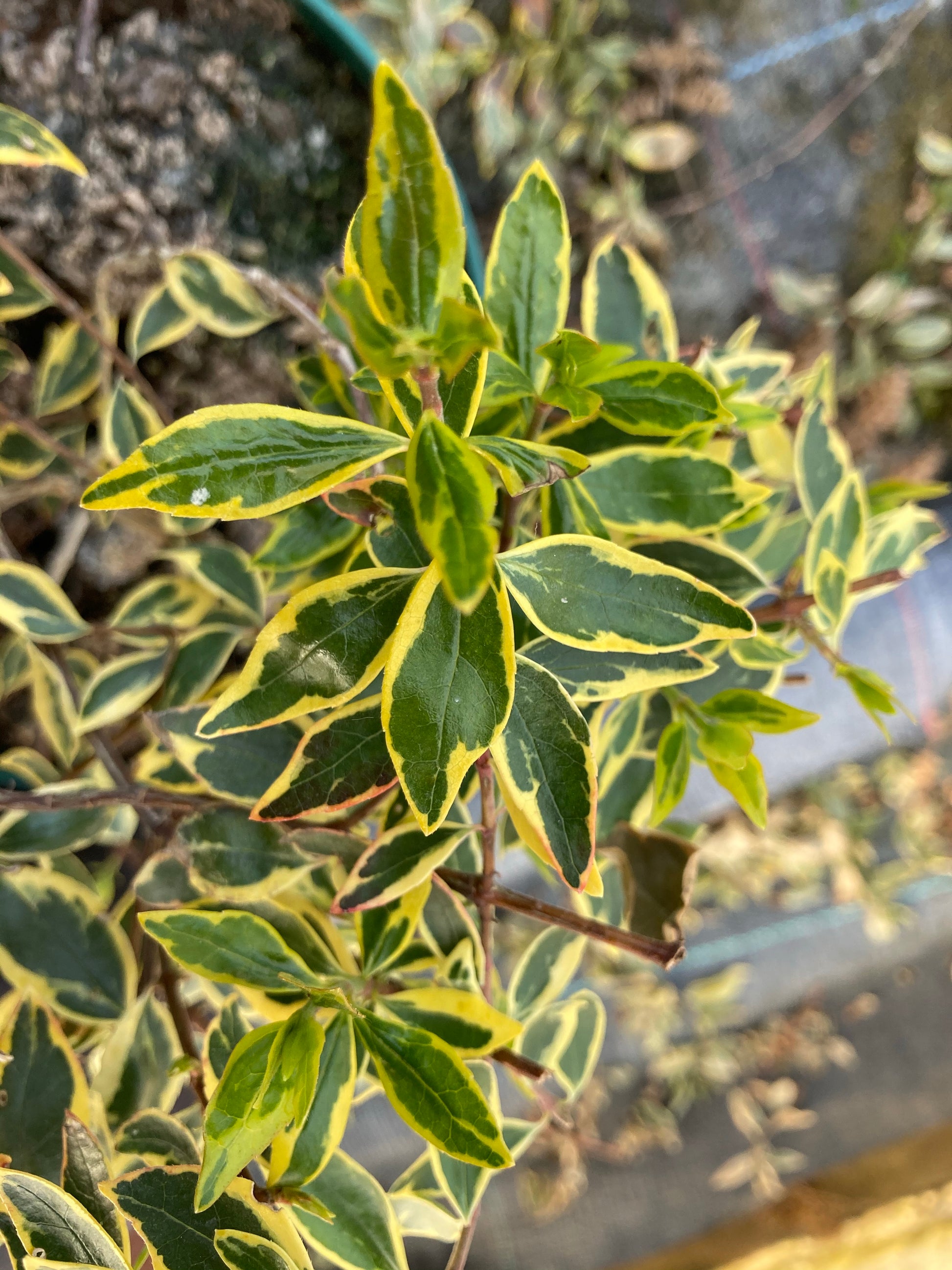 Abelia grandiflora Sunshine Daydream - Champion Plants