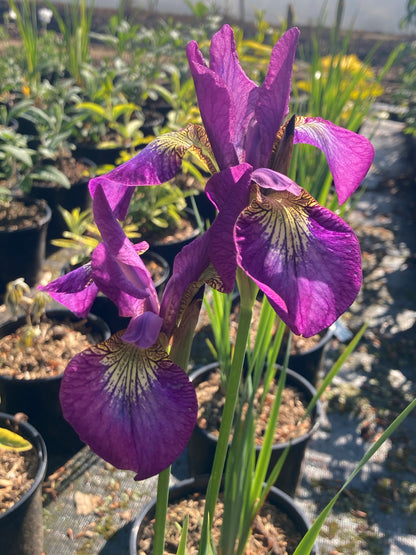 Iris sibirica Sparkling Rosé - Champion Plants