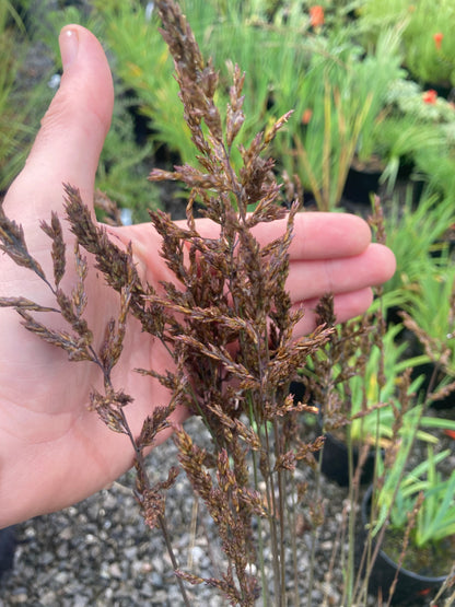 MOLINIA caerulea ssp.caerulea - Champion Plants