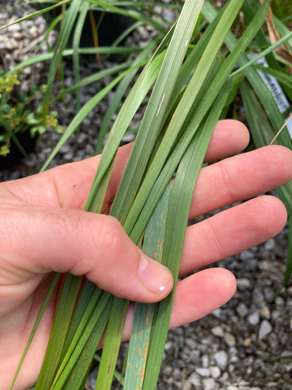 Calamagrostis × acutiflora 'Avalanche' - Champion Plants