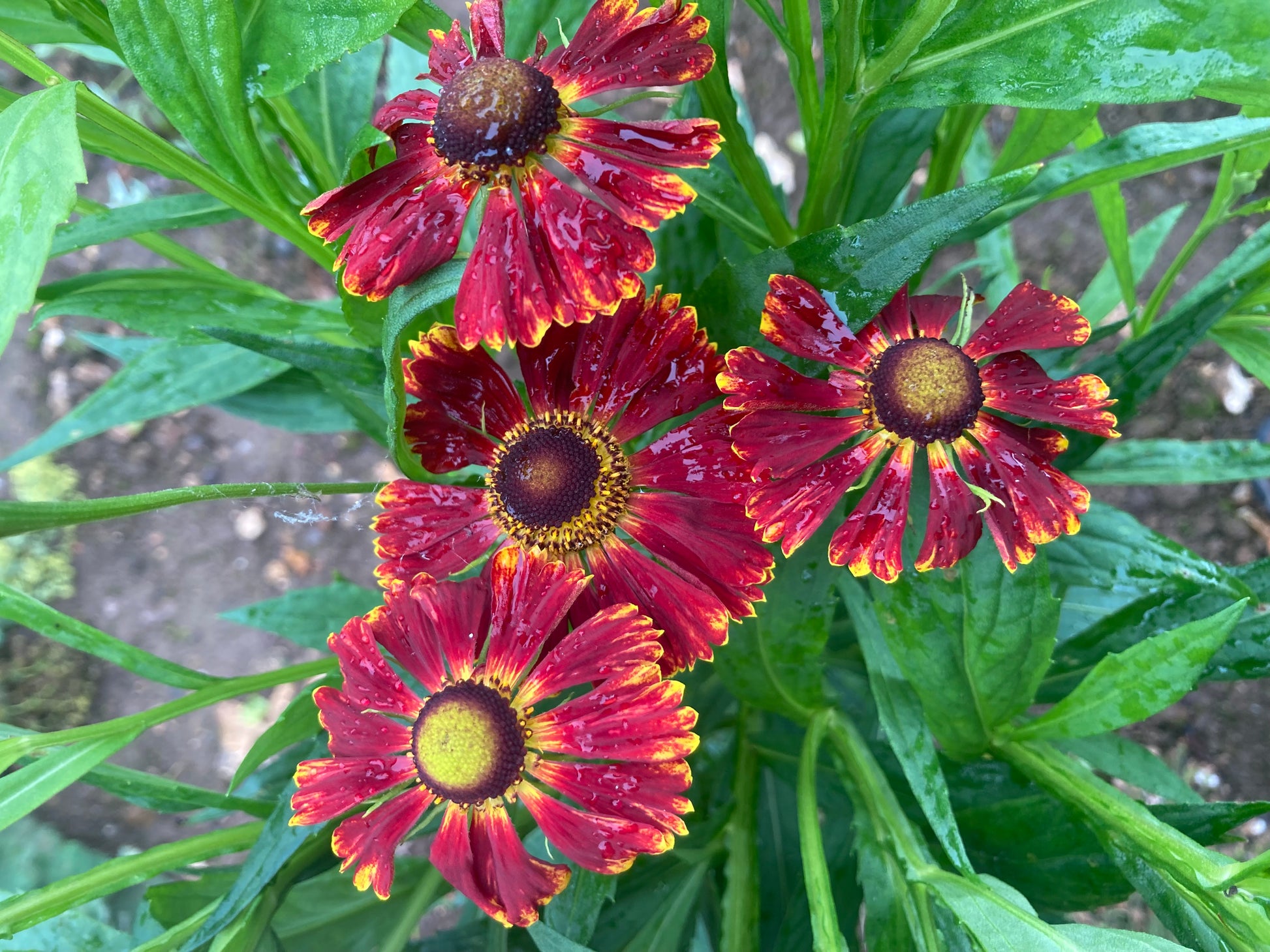 Helenium Potters Wheel - Champion Plants