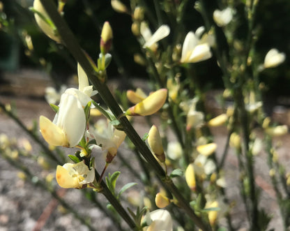 Cytisus Albus - Champion Plants